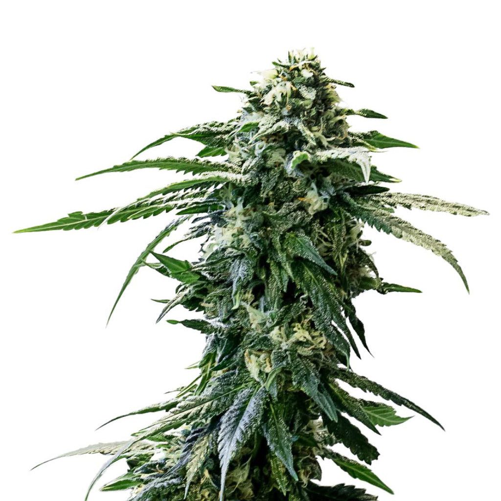 Cannabis Product AK-47 Seeds (Autoflower) by 34 Street Seed Co.
