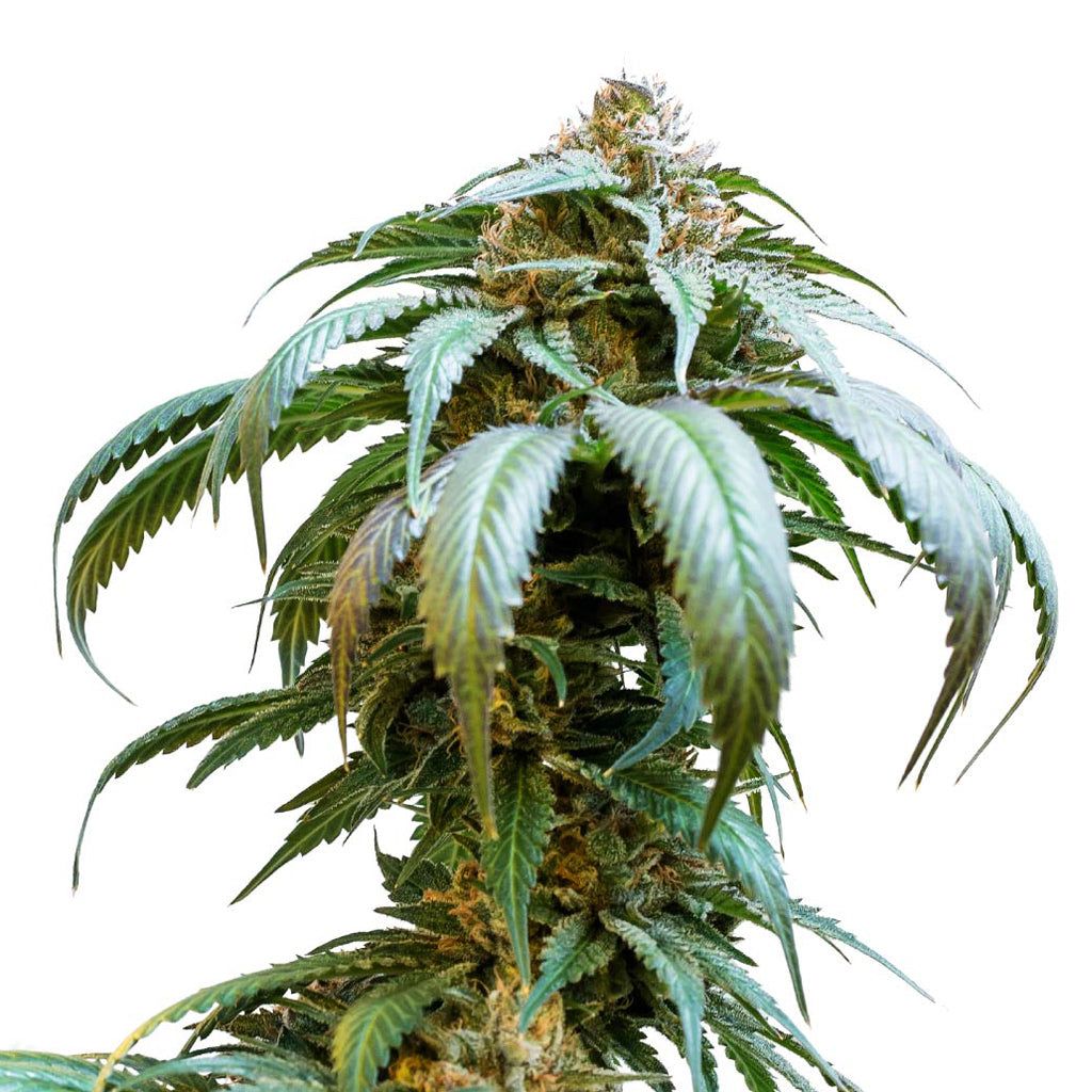 Cannabis Product Bubba Kush Seeds (Feminized) by 34 Street Seed Co.