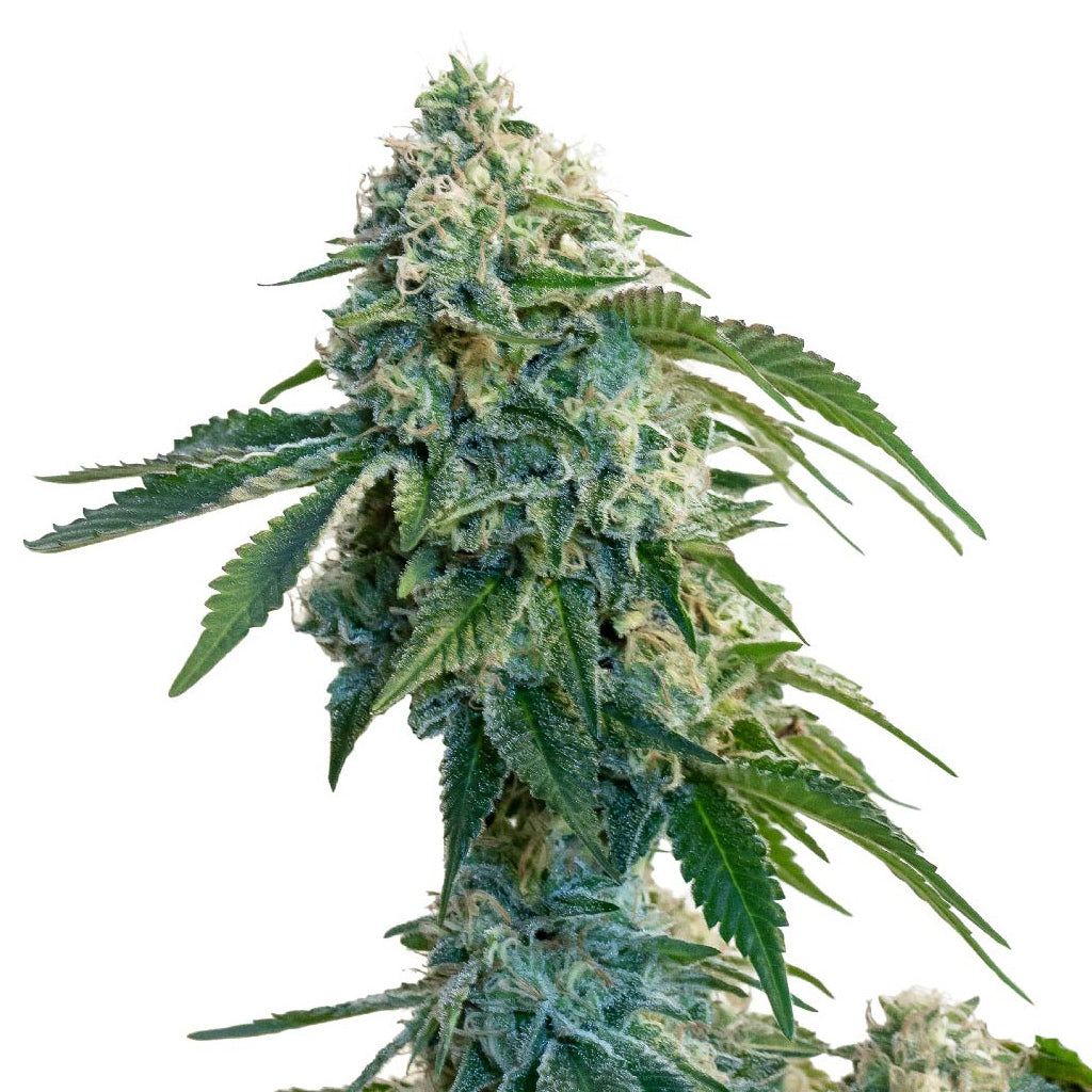 Cannabis Product Garlic Cookies Seeds (Feminized) by 34 Street Seed Co.
