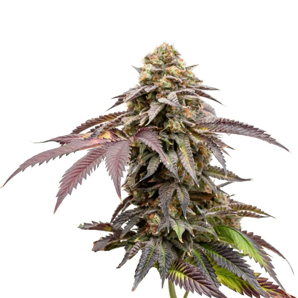 Cannabis Product Mango CBD 1:1 Seeds (Feminized) by 34 Street Seed Co. - 0