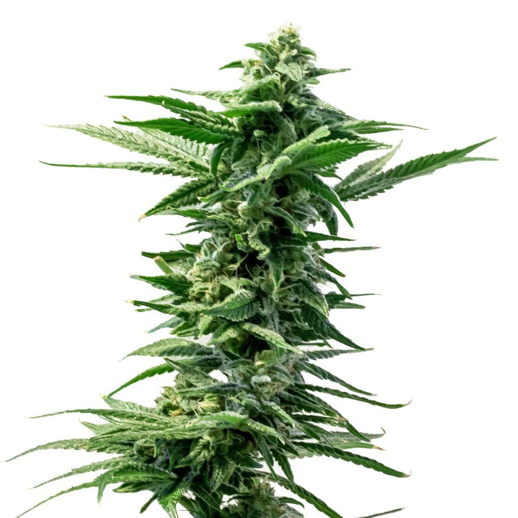 Cannabis Product Pineapple Express Seeds (Feminized) by 34 Street Seed Co.