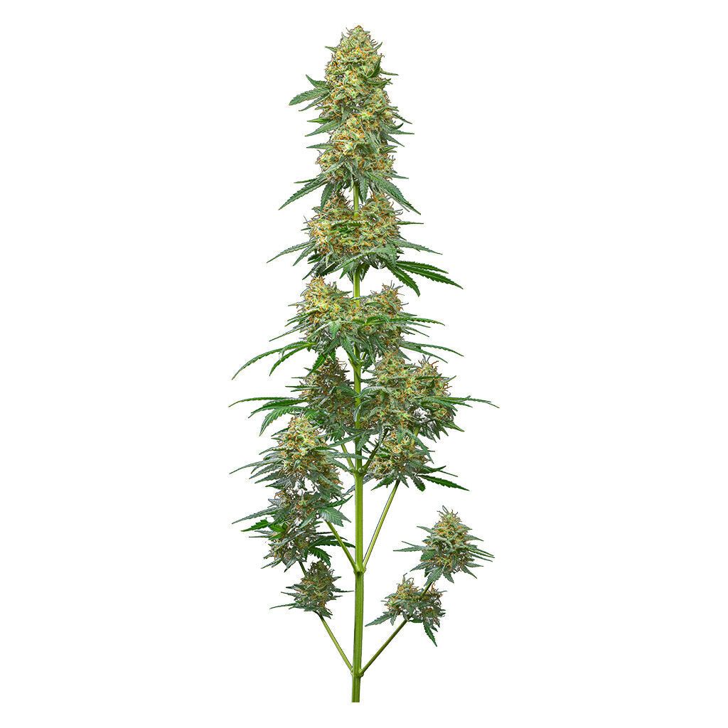 Cannabis Product Top Gun Feminized Autoflower Seeds by Weathered Islands Craft Cannabis - 1